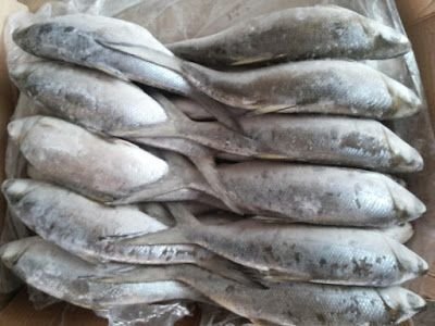 Frozen Croaker Fish (Bag)