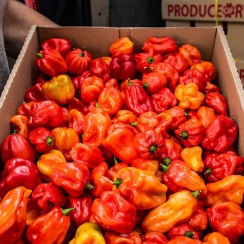 Fresh Jonina Hot Pepper 1kg