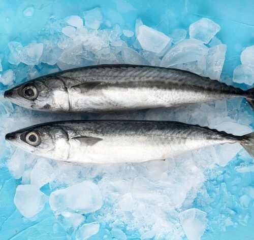 Frozen Mackerel Fish x2