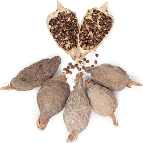 Alligator Pepper / Atare - per 100g