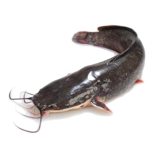 Frozen Catfish Whole