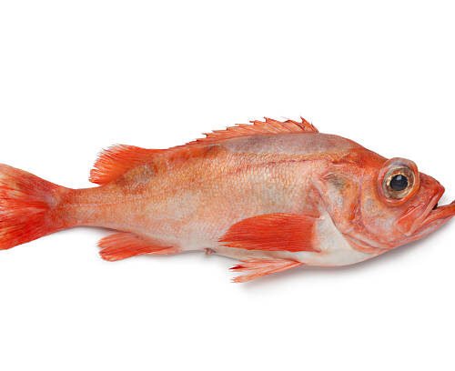 Redbream Whole Fish -1kg