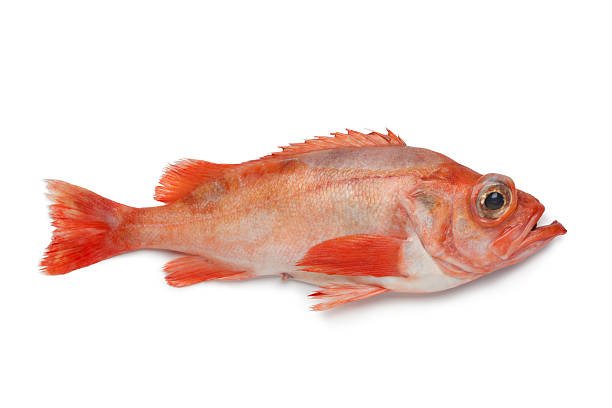 Redbream Whole Fish -1kg