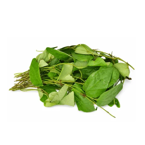 Fresh Uziza Leaves - Aromatic African Scent Leaf x 1