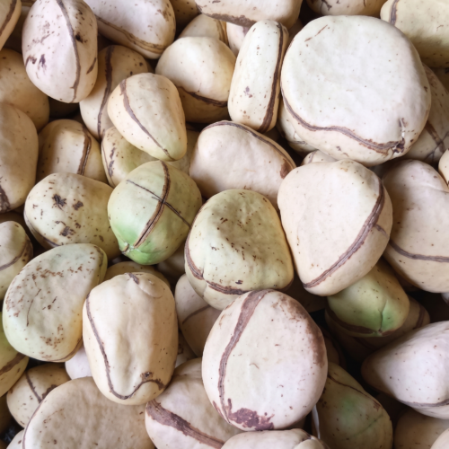 Kola Nut Goro - per 100g