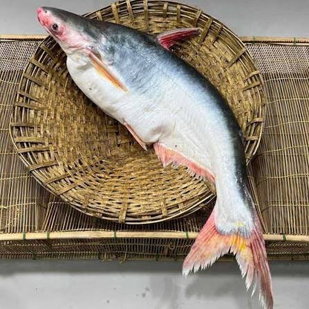 Panga Fish Steak 1kg