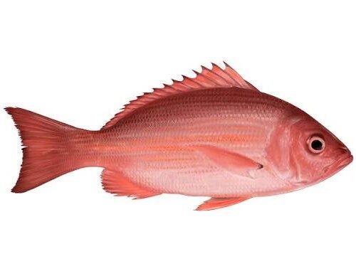 Red Snapper 1kg
