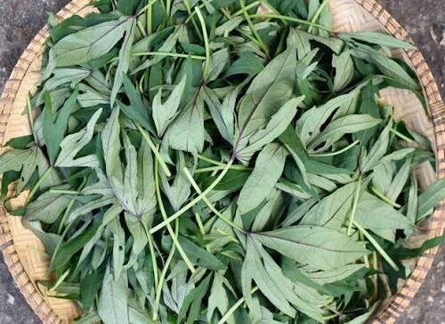 Fresh Metembele (Sweet Potato Leaf) - per bunch