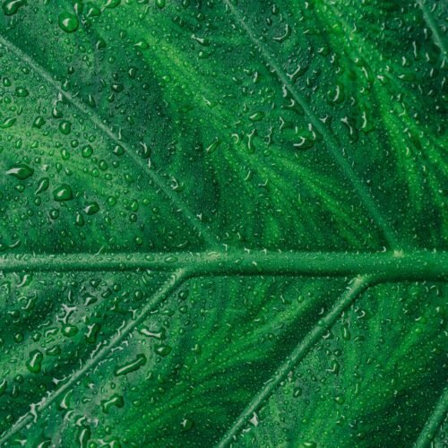 Fresh Water Leaf - per 500g