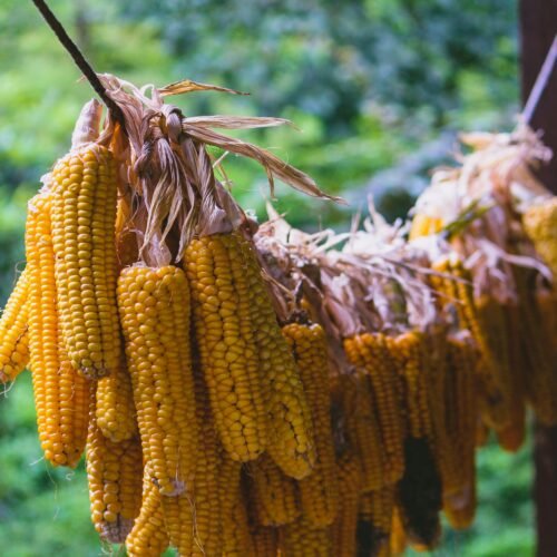 Nigerian Yellow Corn 500g