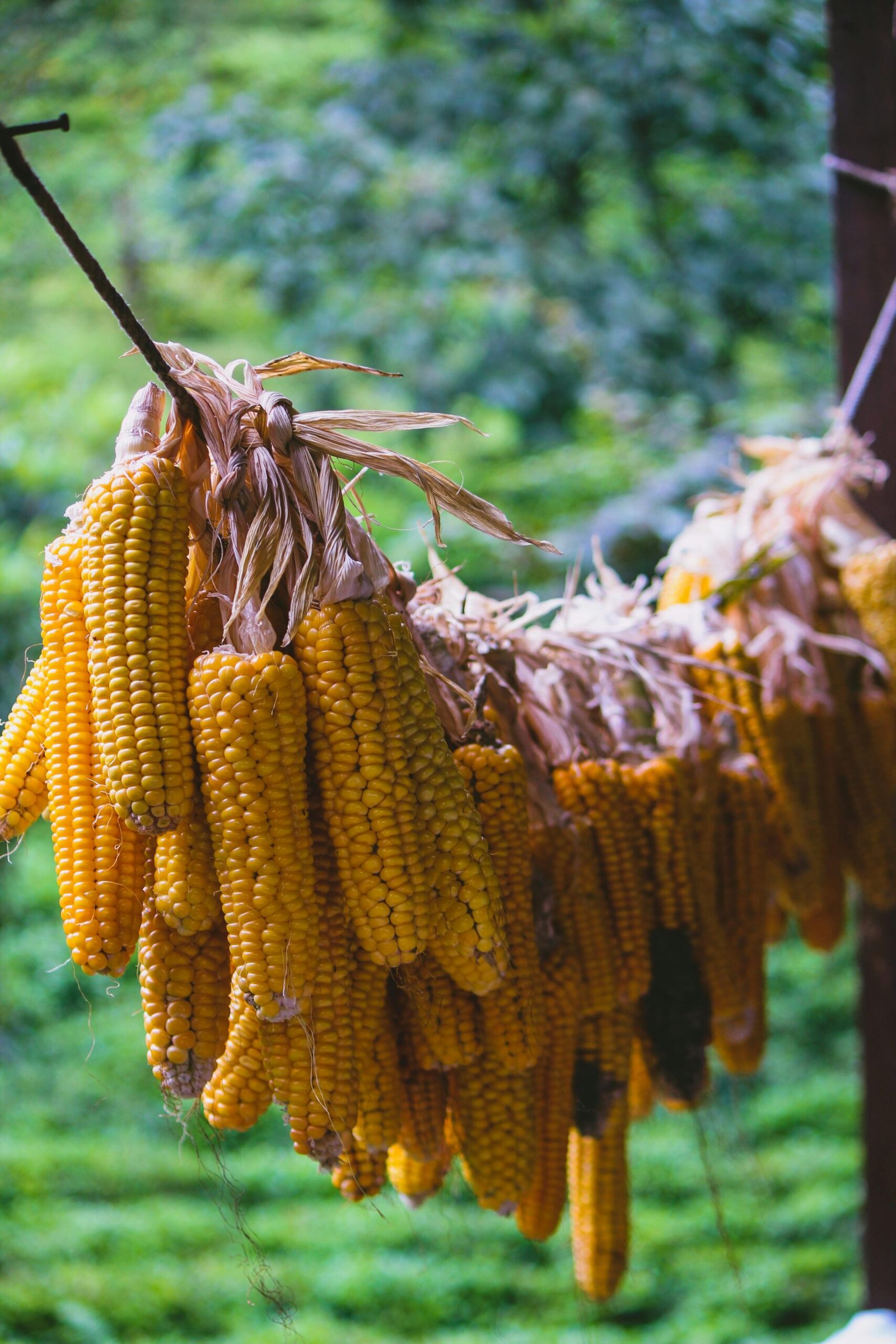 Nigerian Yellow Corn 500g