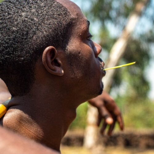 African Chewing Stick x12