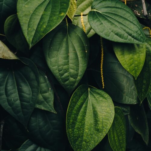 Fresh Uziza Leaf - each