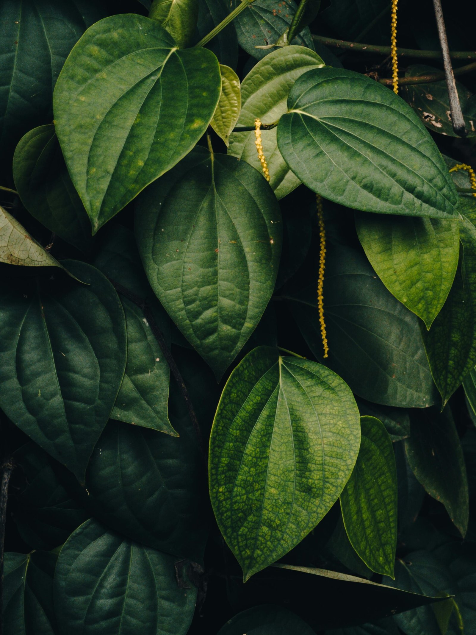 Fresh Uziza Leaf - each
