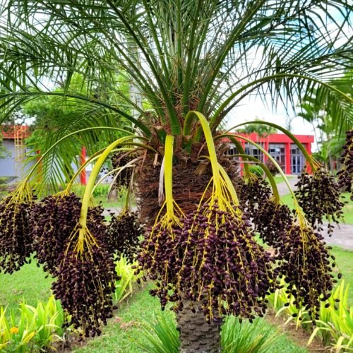 Pally Agro Banga 400g