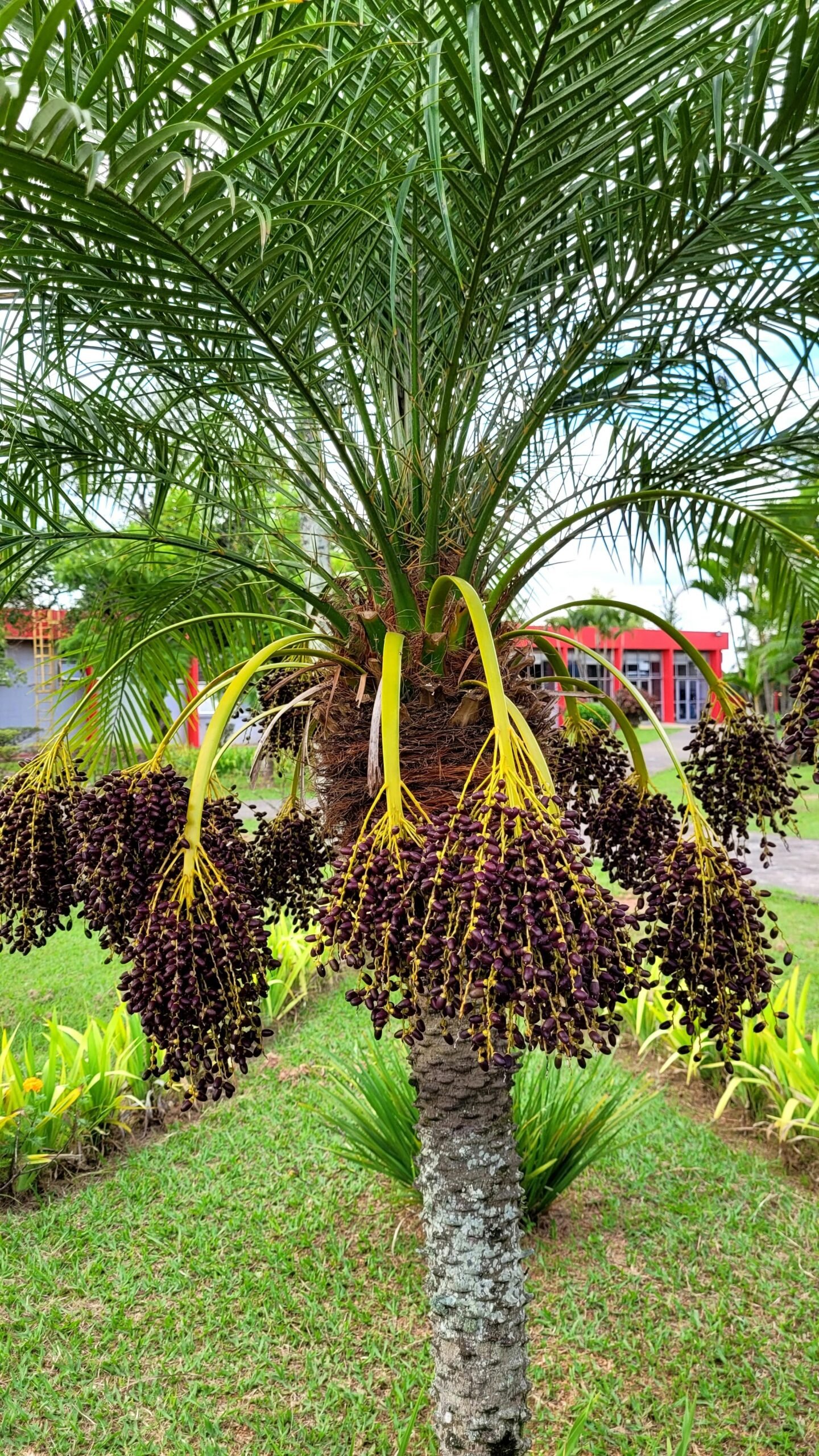 Pally Agro Banga 400g