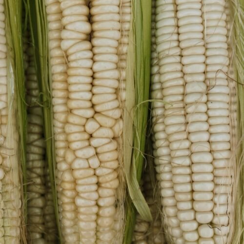 Nigerian White Corn 500g