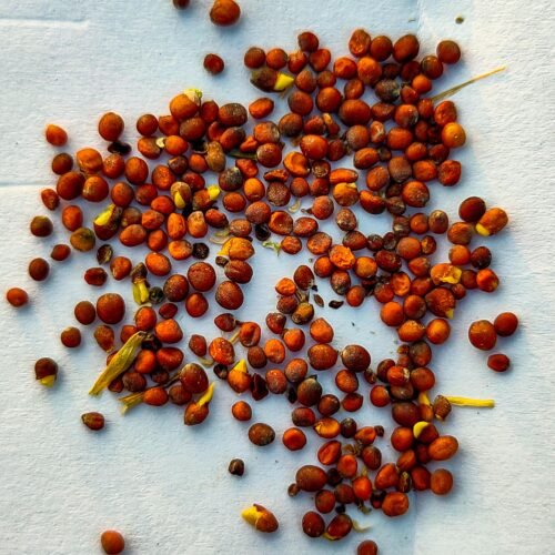 Red Finger Millet 500g