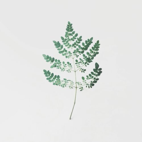 Delex Moringa Leaves 50g